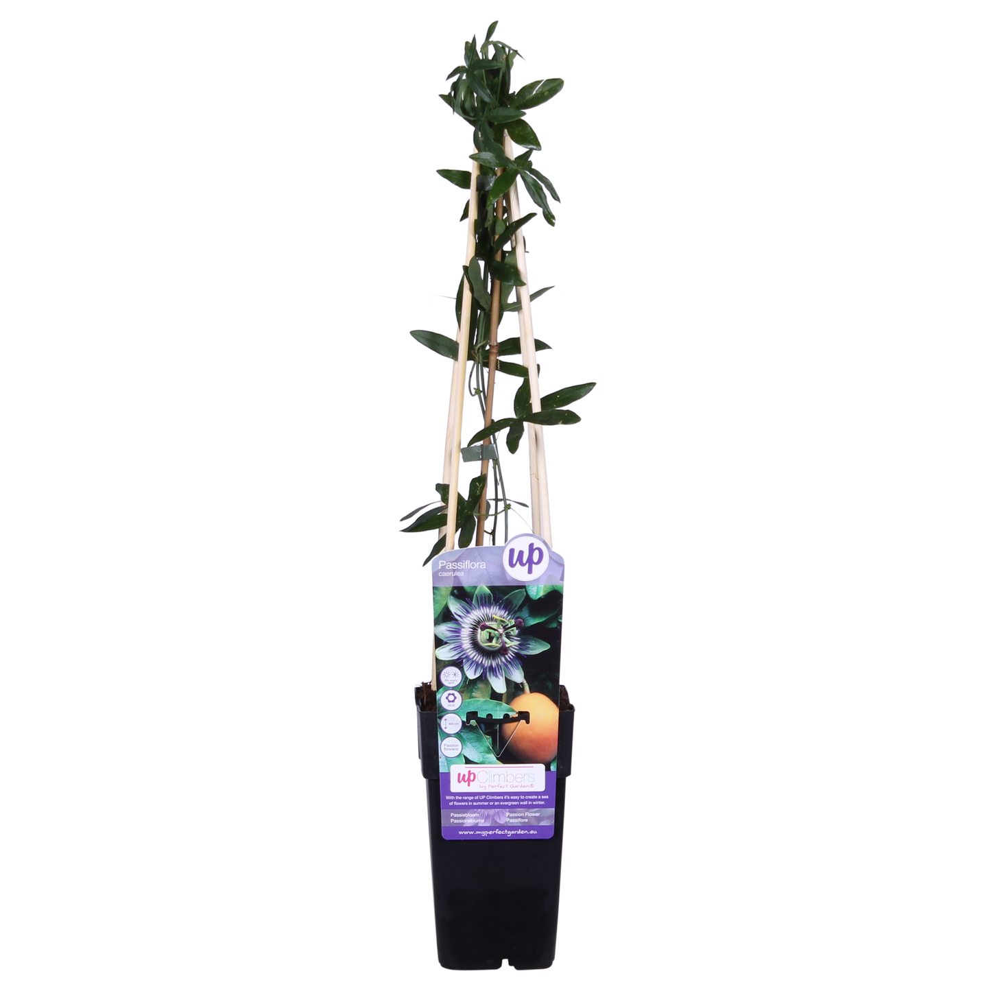 Passiflora Blauw caerulea - Ø15cm - ↕65cm