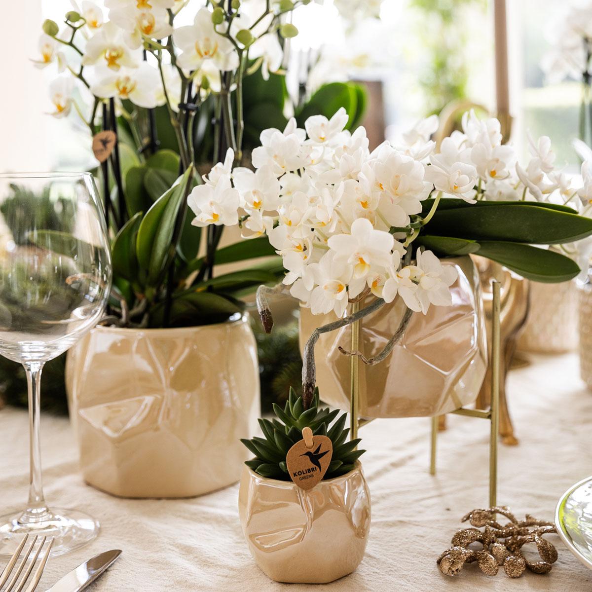 Kolibri Company | Set planten + sierpotten voor tafelaankleding diner - potmaat Ø9cm & Ø6cm | bloeiende kamerplanten - vers van de kweker