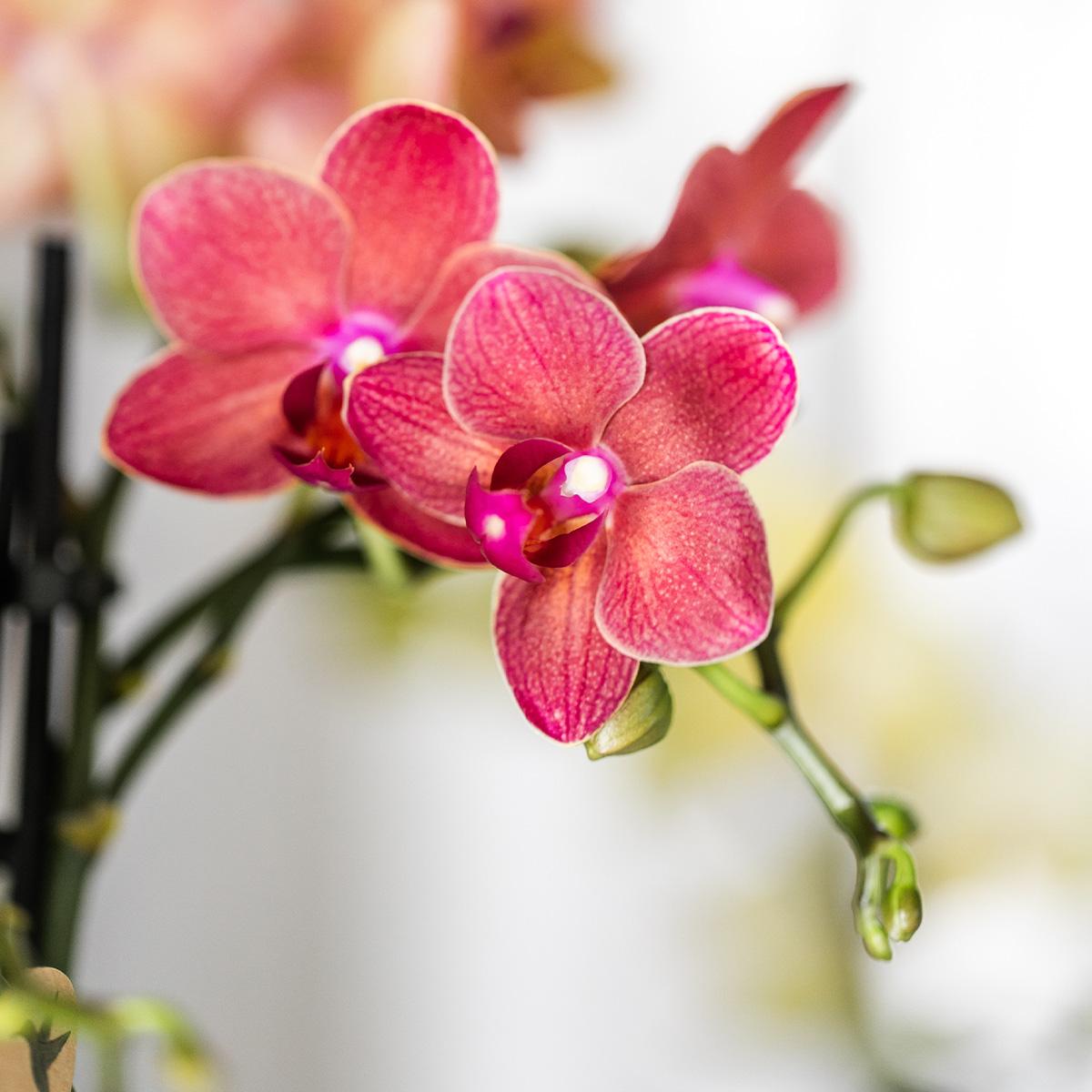 Kolibri Orchids | rode Phalaenopsis orchidee - Congo - potmaat Ø9cm | bloeiende kamerplant - vers van de kweker