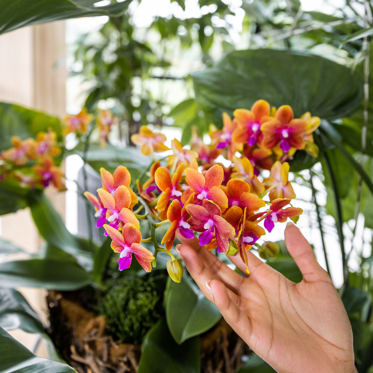 Kolibri Orchids | Oranje geurende phalaenopsis orchidee in cognac kleurige Glazed sierpot - potmaat Ø12cm