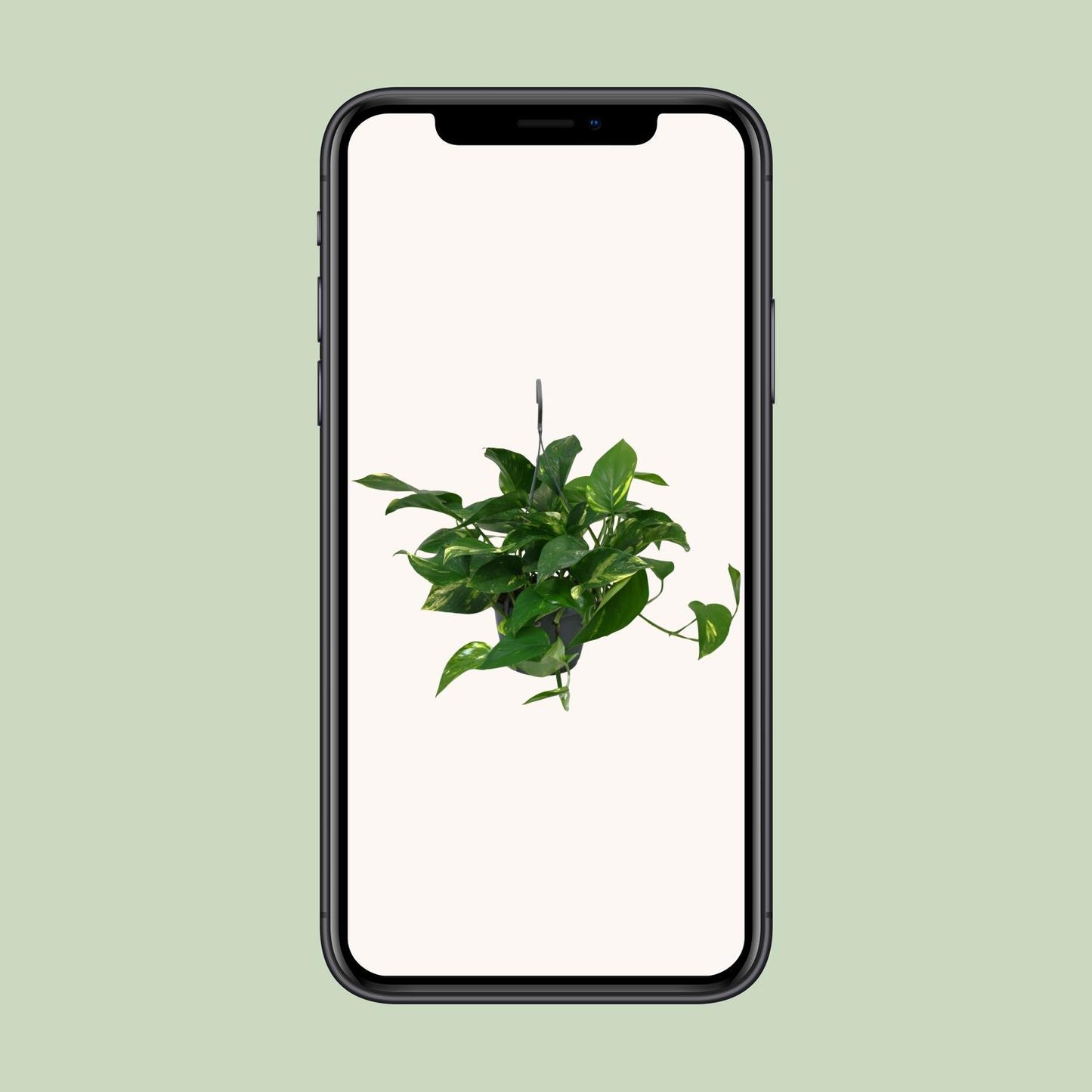 Scindapsus Epipremnum - Ø15cm - ↕45cm
