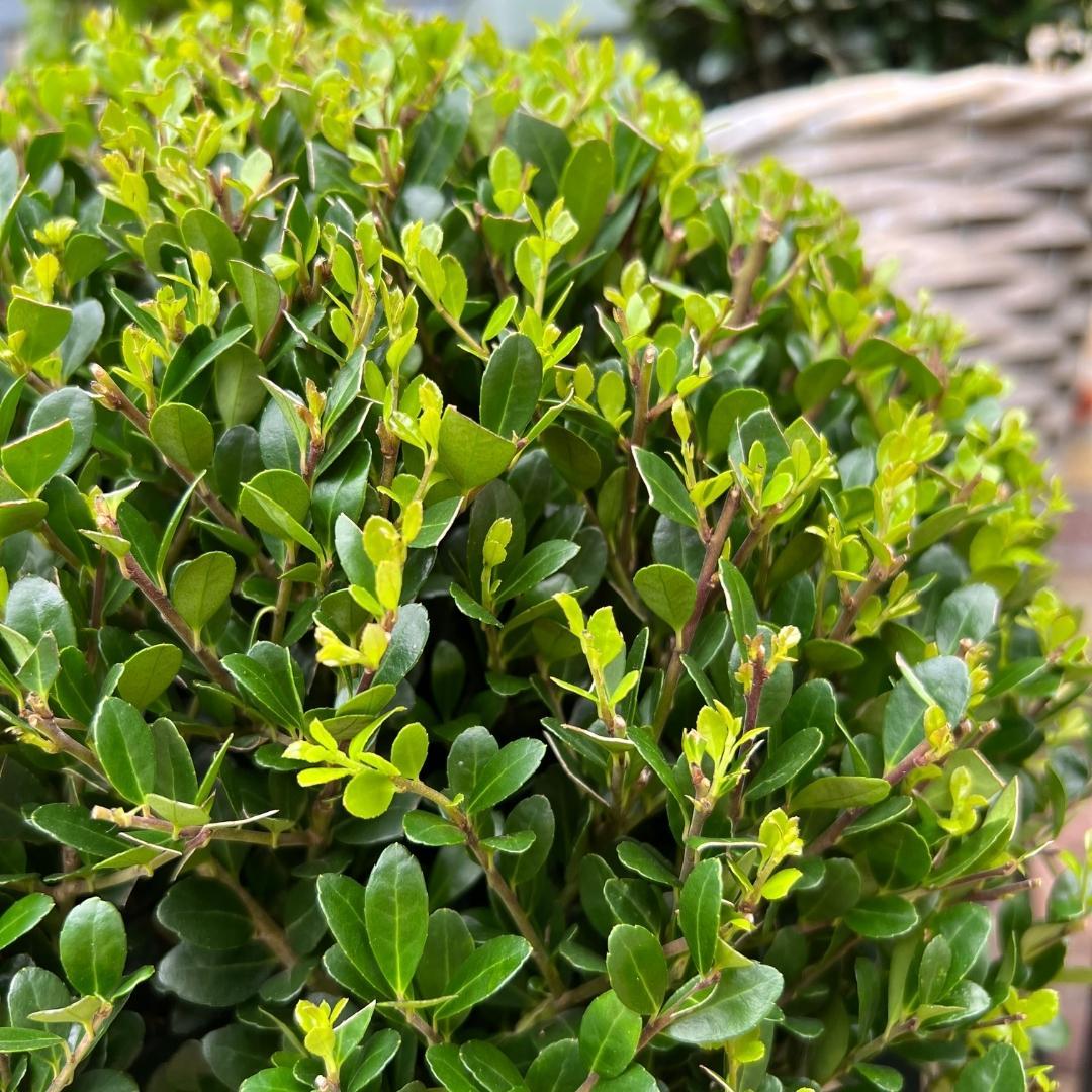 2x Ilex crenata 'Jenny' bol | set van 2 stuks | 20 cm Ø