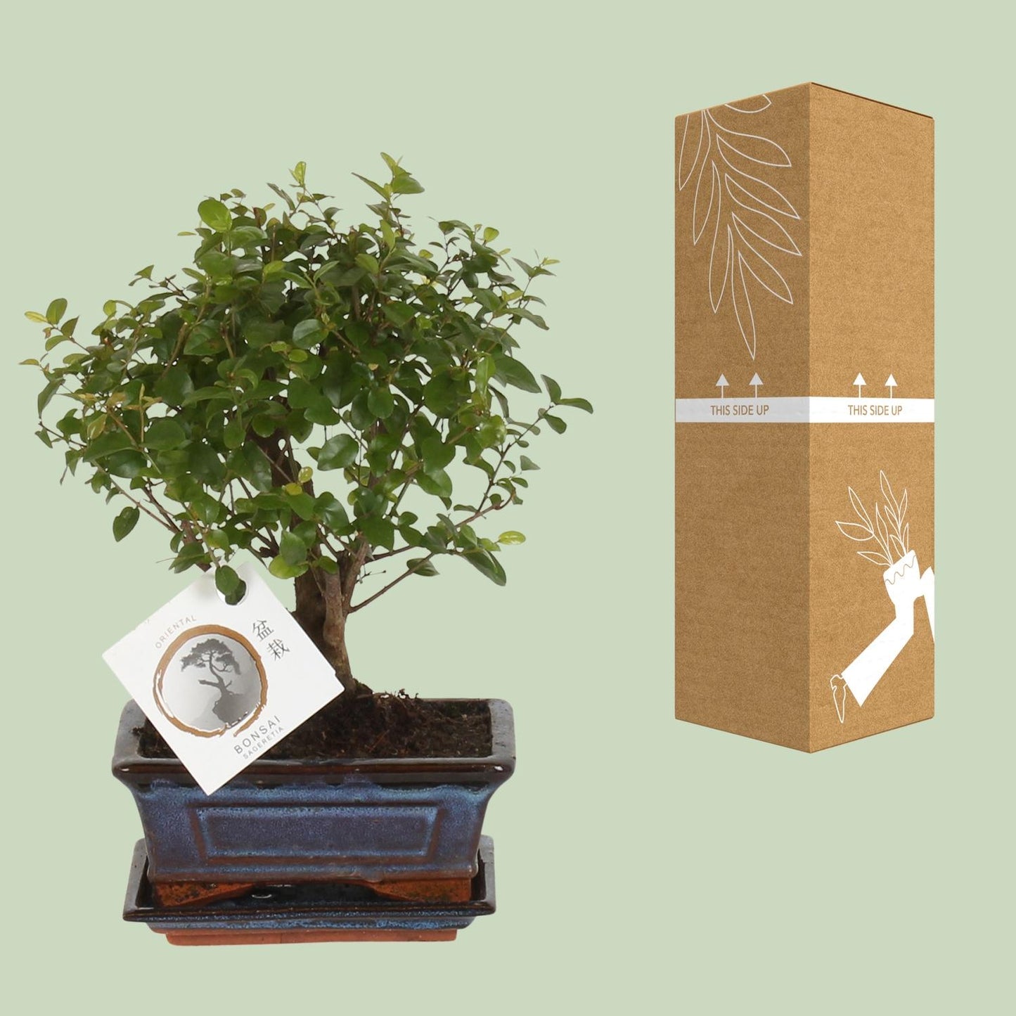 Bonsai 'Sageretia' - Bol Vorm - Ø15cm - ↕30cm