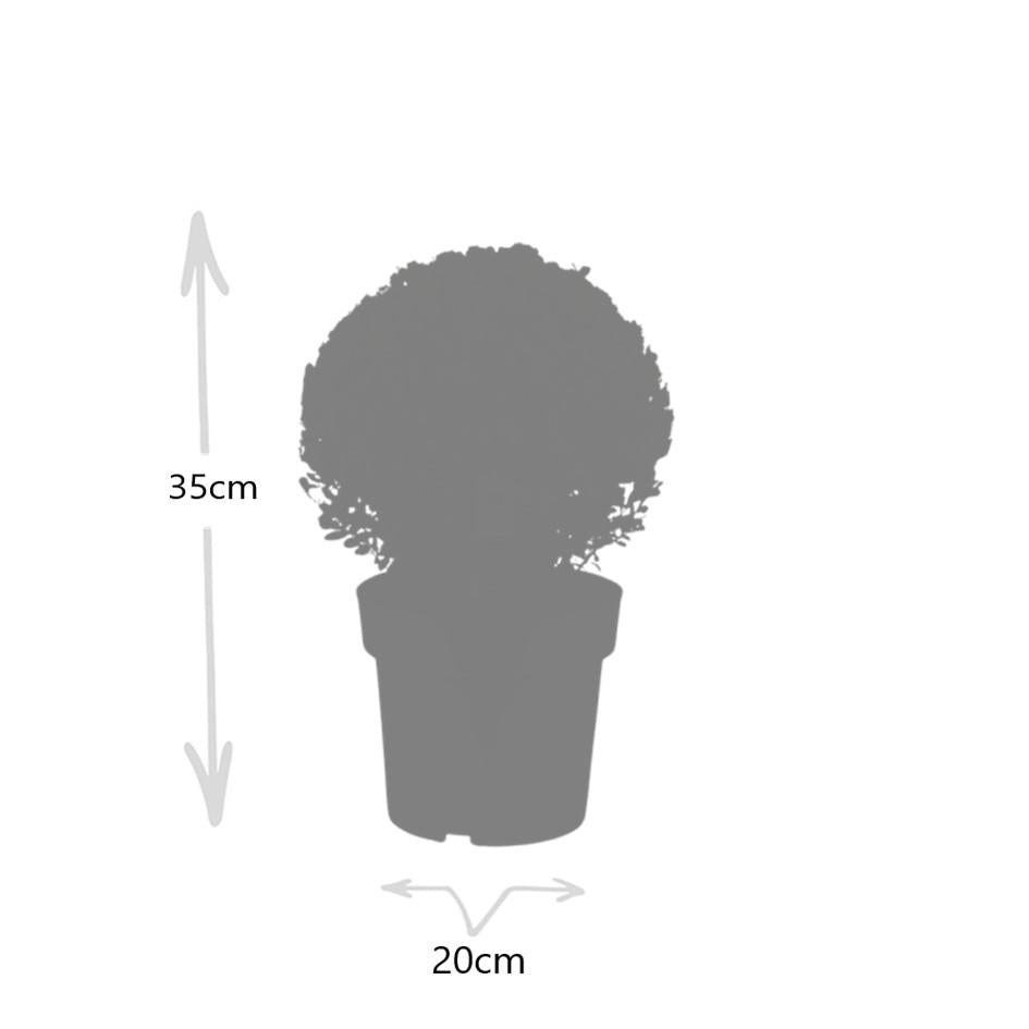 2x Ilex crenata 'Jenny' bol | set van 2 stuks | 20 cm Ø