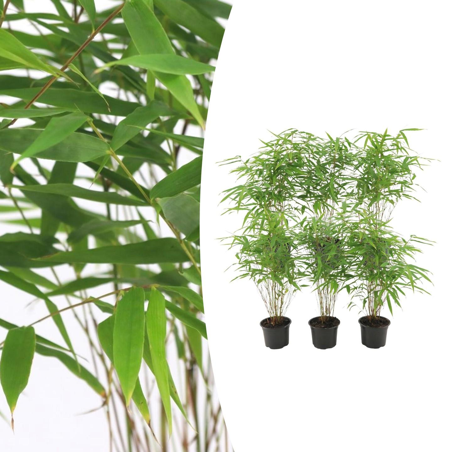 6x Fargesia Rufa Ø13 cm - ↕25 cm Bamboe