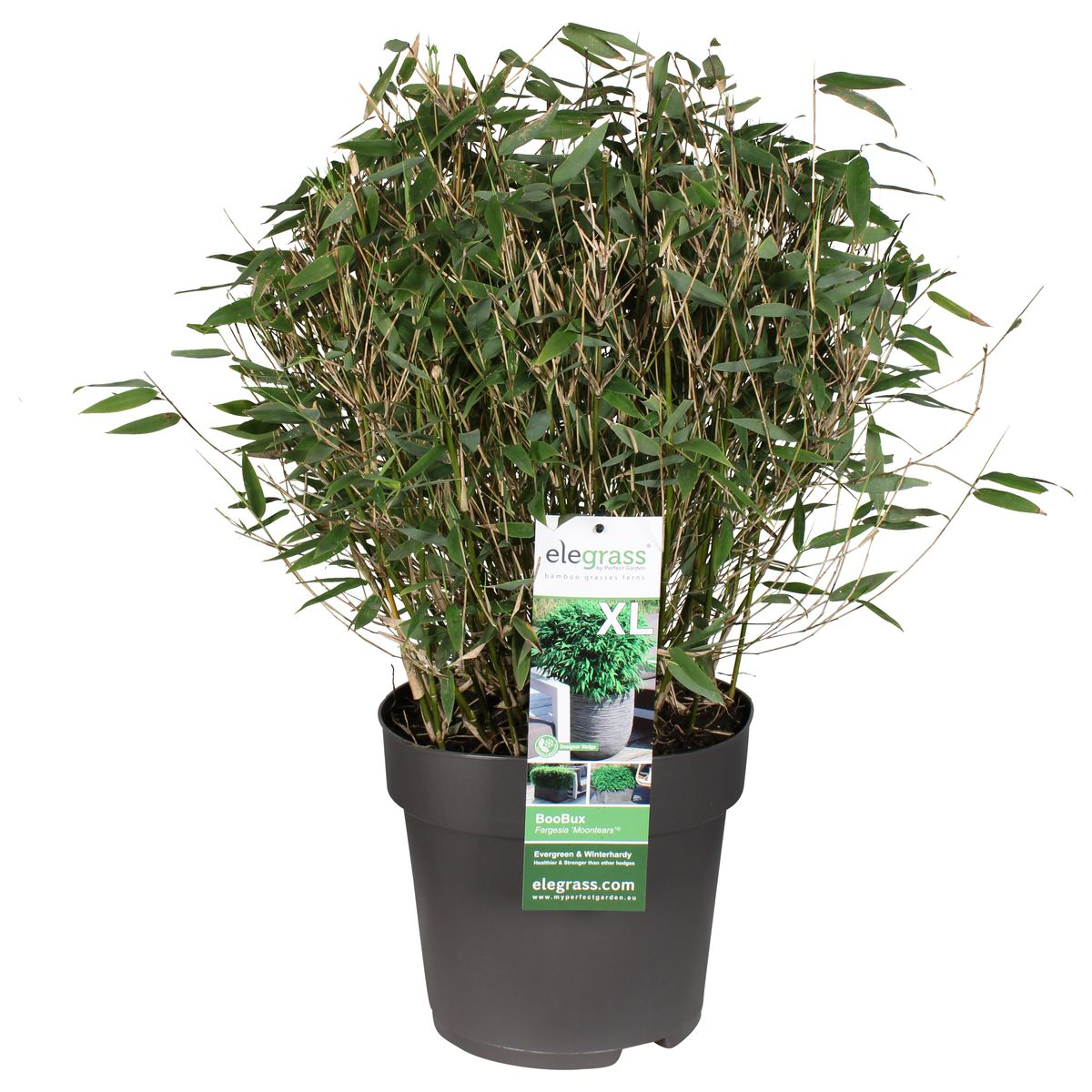 Fargesia 'Moontears'® Boobux - Compact groeiend, niet woekerende bamboe - Ø29cm - ↕70cm