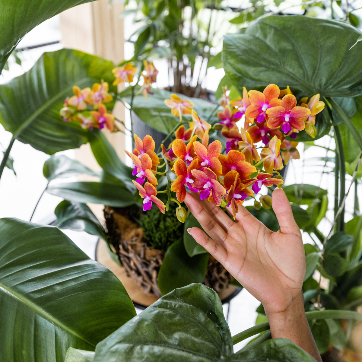 Kolibri Orchids | Oranje geurende phalaenopsis orchidee in cognac kleurige Glazed sierpot - potmaat Ø12cm