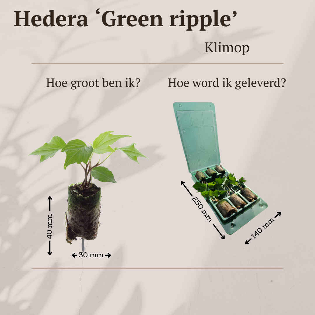 Hedera 'Green Ripple' – 6 Pluggen | Kweek & Geniet van de Mooie Klimplant