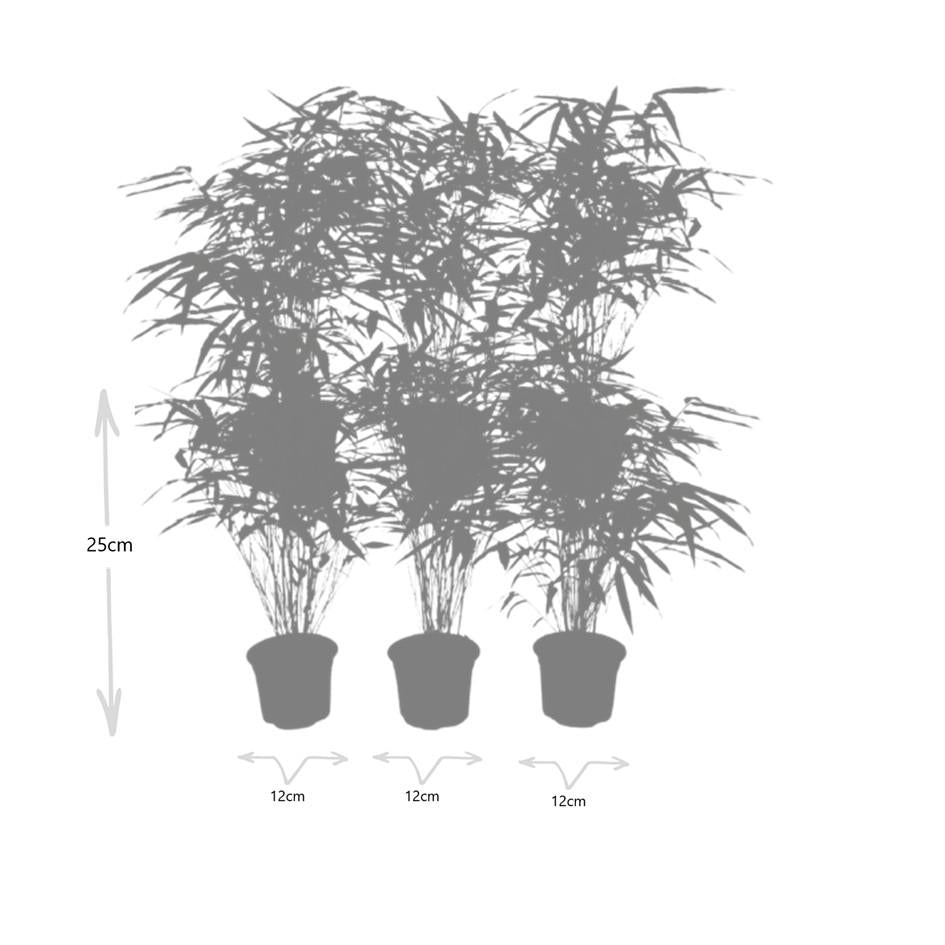 6x Fargesia Rufa Ø13 cm - ↕25 cm Bamboe