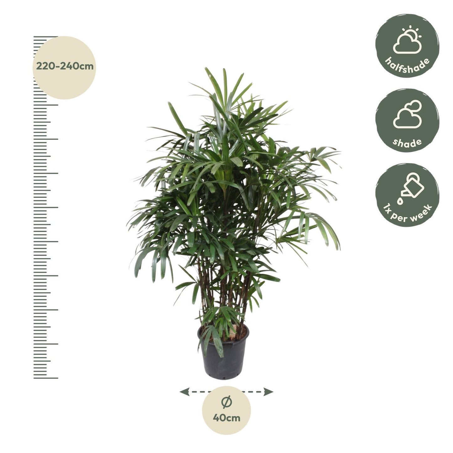 Rhapis Excelsa - 190 cm - ø40