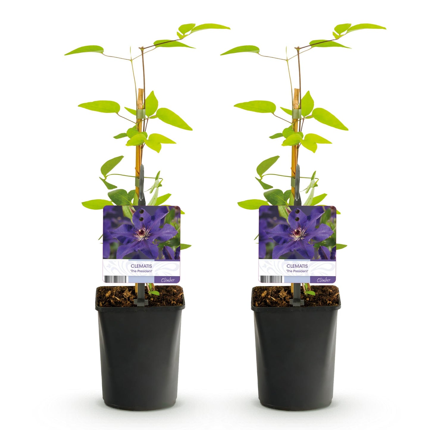Green boutiQ - Klimplant - Clematis The President - Bloem Roze - Weinig onderhoud -2 planten - Pot 11cm Hoogte 40cm