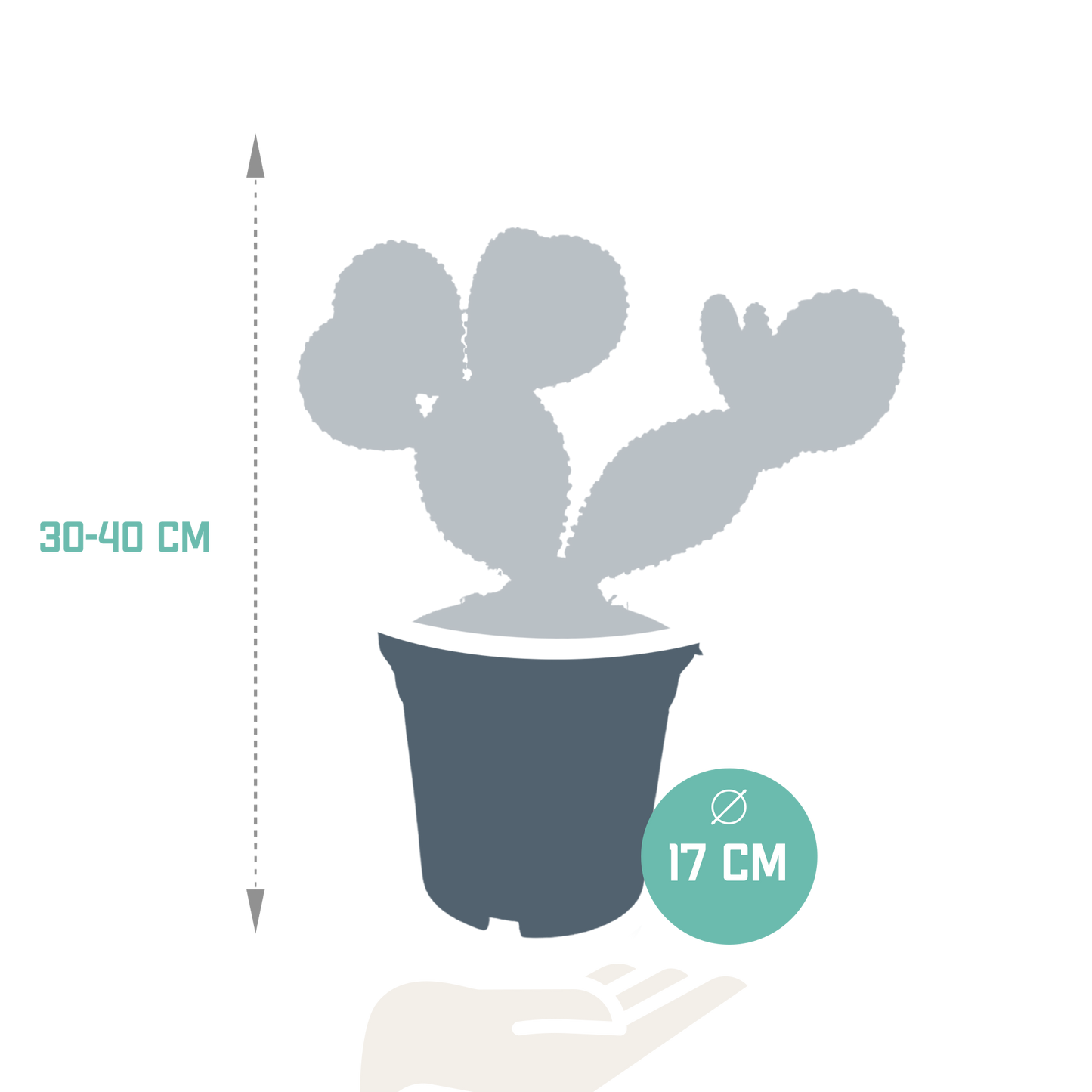 Opuntia microdasys - 17cm - zonder pot