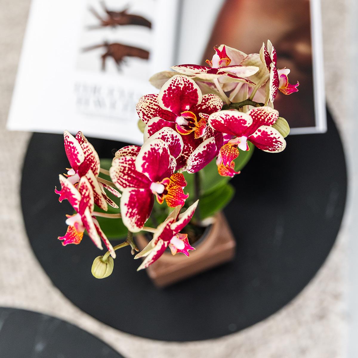 Kolibri Orchids | Geel rode phalaenopsis orchidee - Spain - potmaat Ø9cm | bloeiende kamerplant - vers van de kweker
