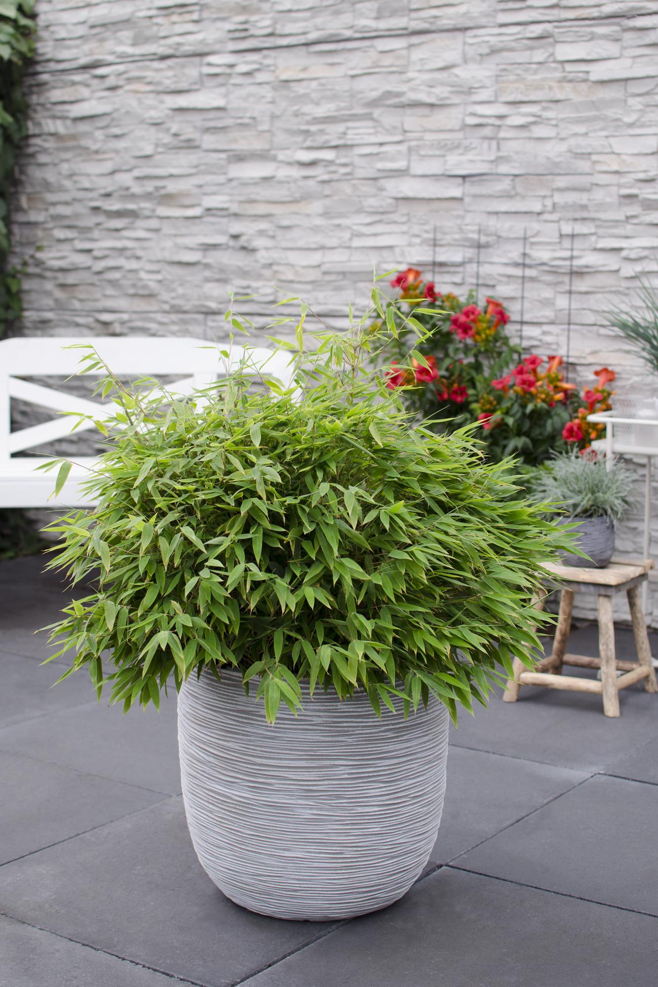Fargesia 'Moontears'® Boobux - Compact groeiend, niet woekerende bamboe - Ø29cm - ↕70cm