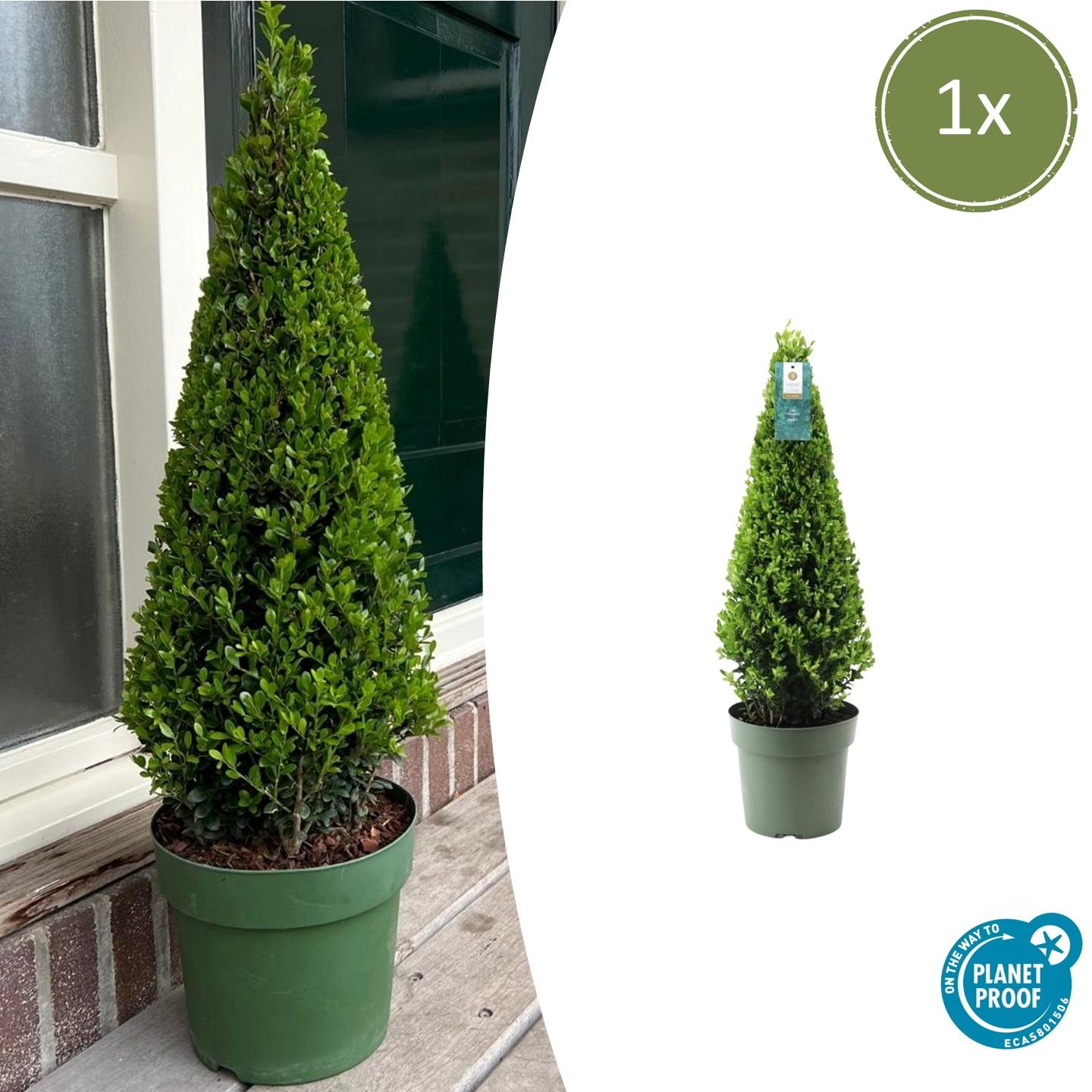 1x Ilex piramide 55 cm hoog | Ø 21 cm