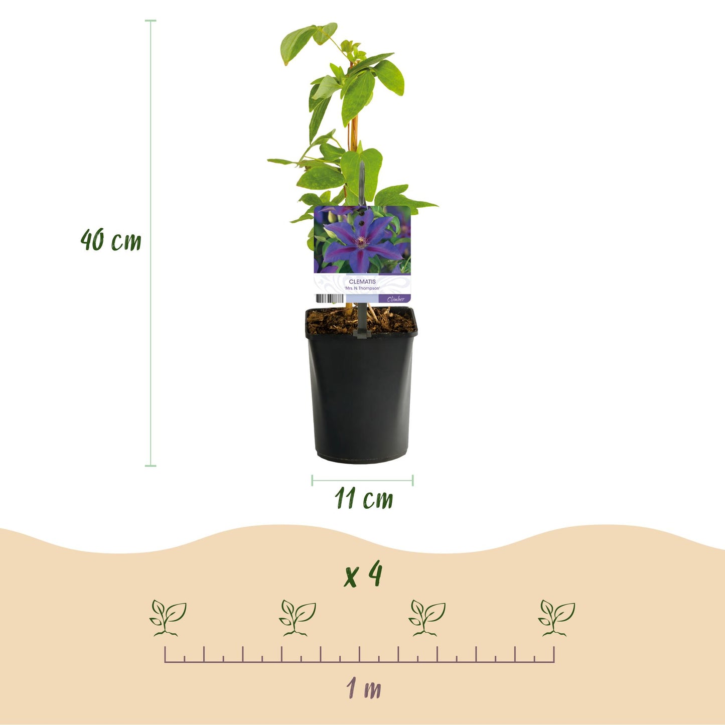 Green boutiQ - Klimplant - Clematis Mrs. N. Thompson - Bloem Roze - Weinig onderhoud -2 planten - Pot 11cm Hoogte 40cm