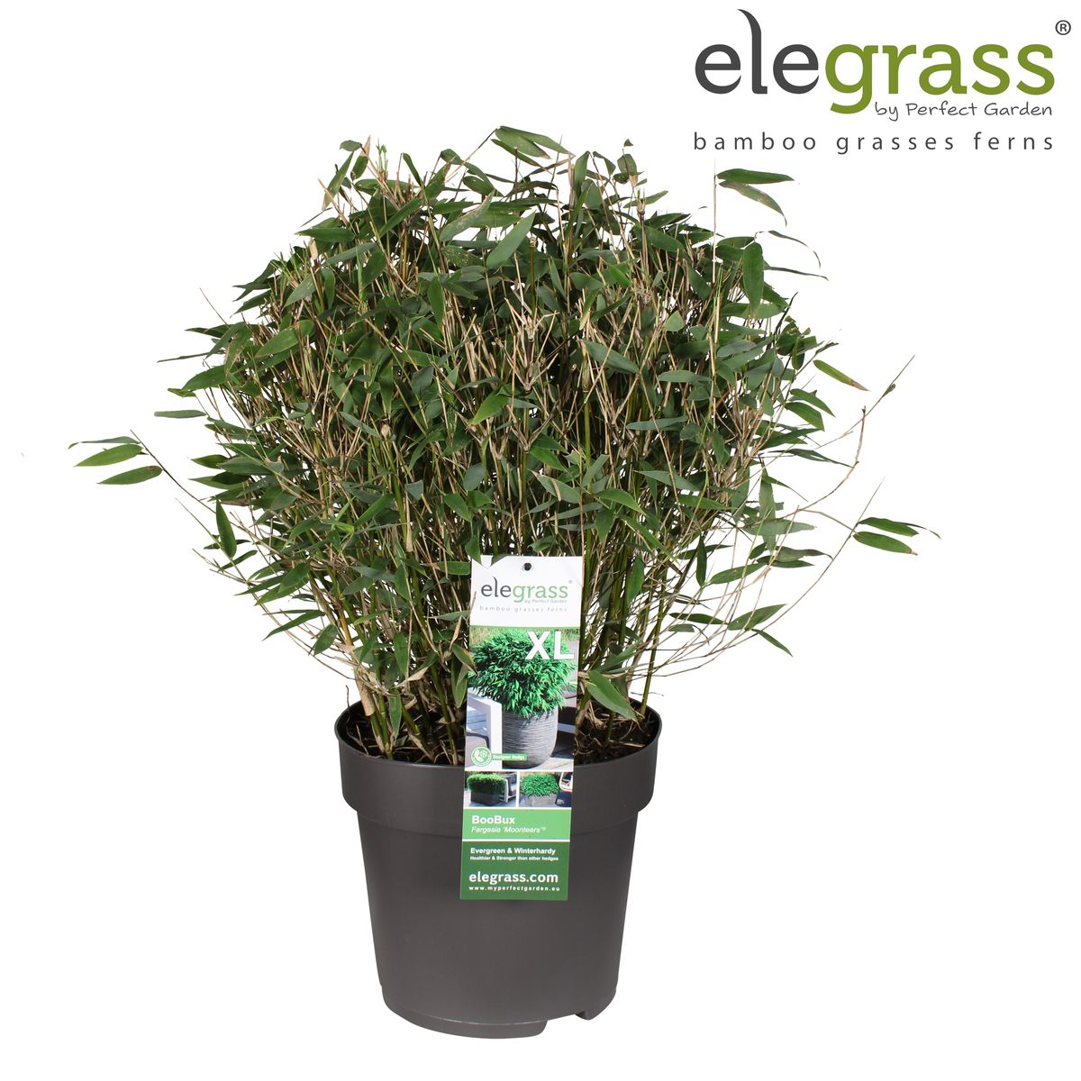 Fargesia 'Moontears'® Boobux - Compact groeiend, niet woekerende bamboe - Ø29cm - ↕70cm