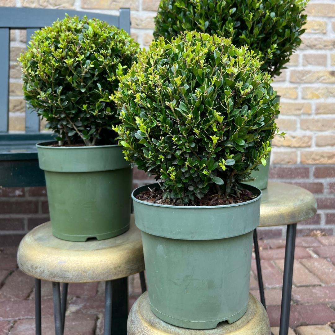 2x Ilex crenata 'Jenny' bol | set van 2 stuks | 20 cm Ø
