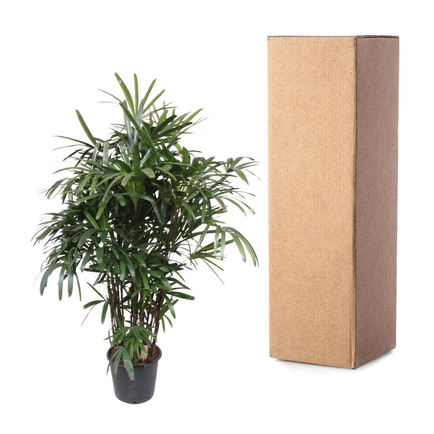 Rhapis Excelsa - 190 cm - ø40