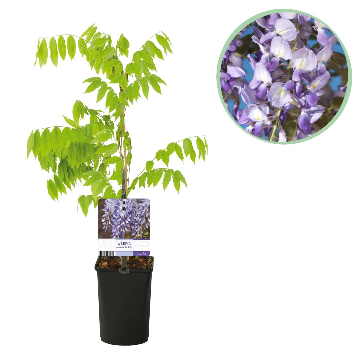 Green boutiQ - Blauwe regen - Wisteria floribunda Prolific - Bloem Blauw - 1 plant - Pot 11cm Hoogte 40cm
