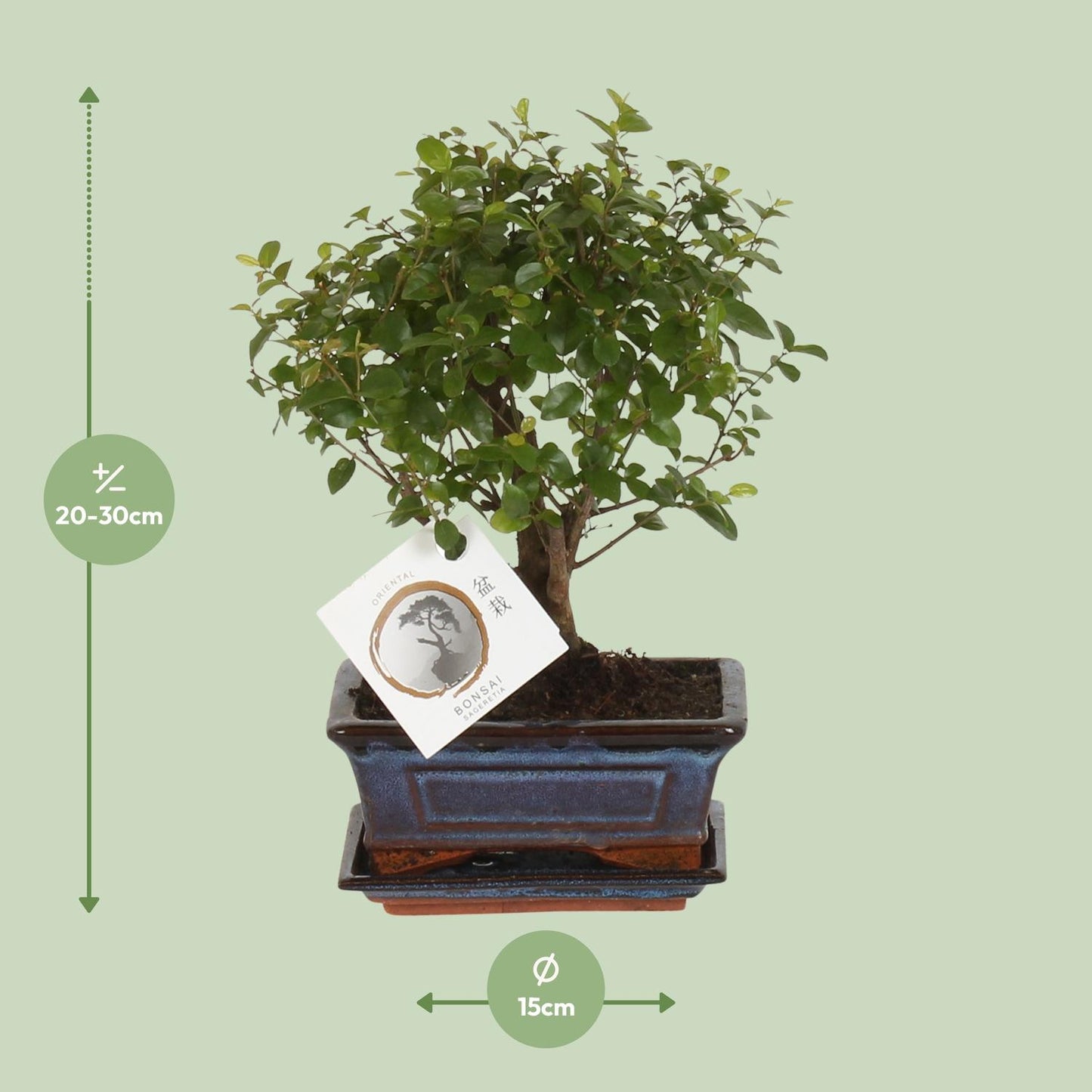 Bonsai 'Sageretia' - Bol Vorm - Ø15cm - ↕30cm