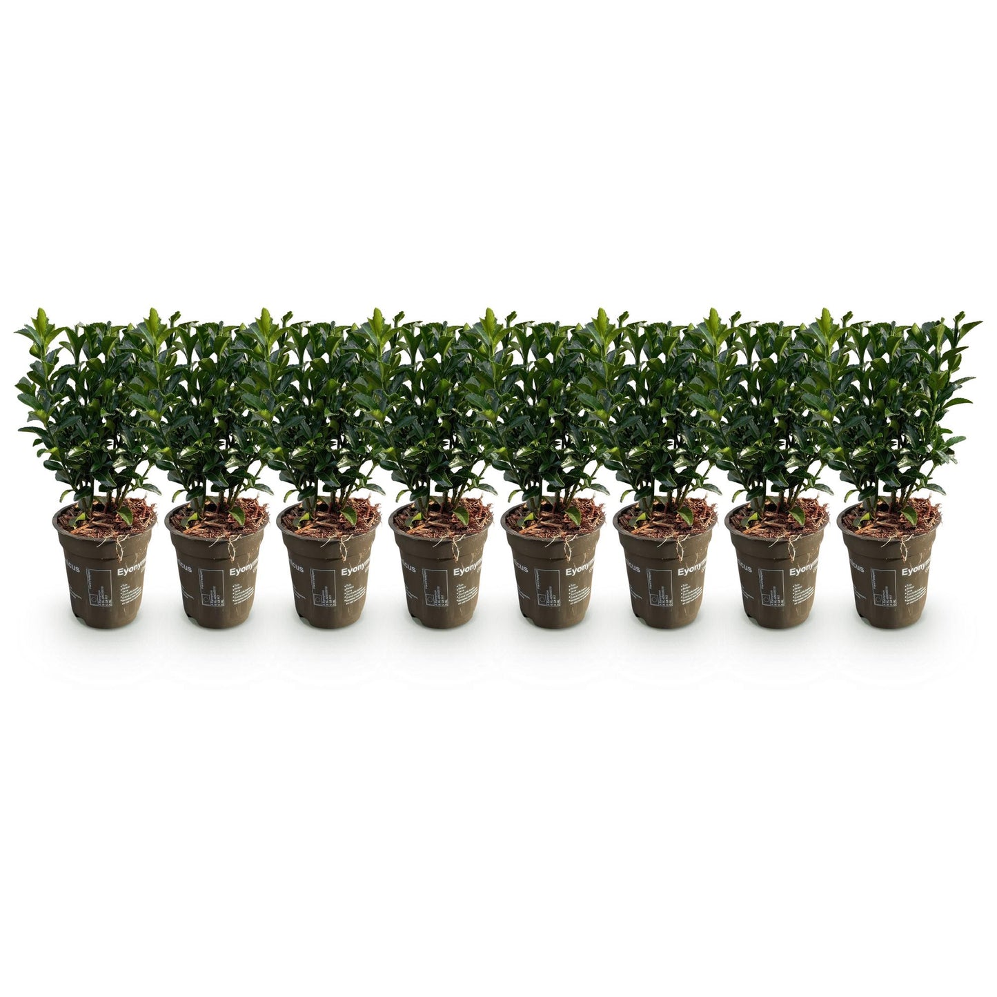 Green boutiQ - Haagplanten - Euonymus japonica Green Spire - blad groen - 8 planten - 1 strekkende meter - groenblijvend - pot 9cm hoogte 20-25cm