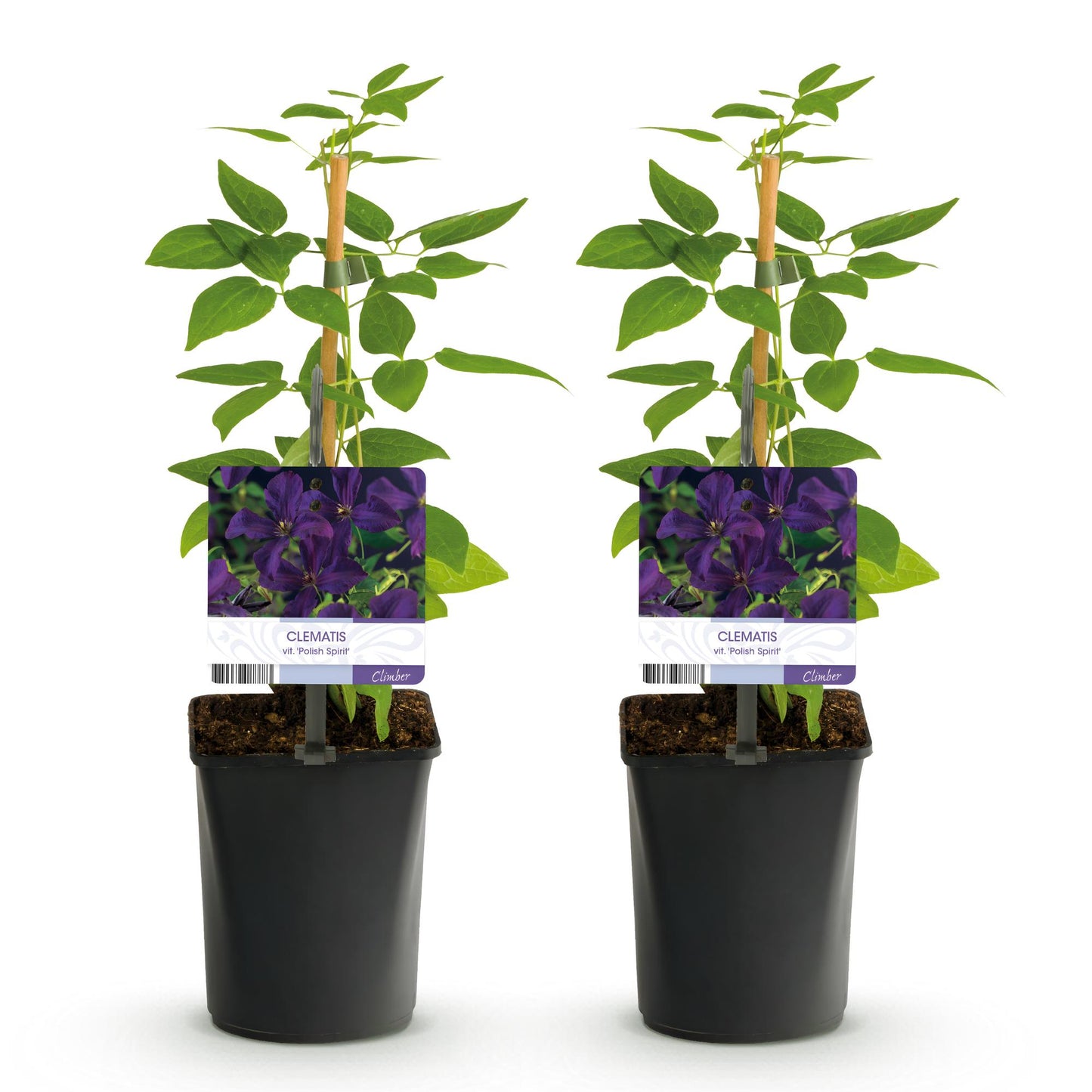 Green boutiQ - Klimplant - Clematis vit. Polish Spirit - Bloem Roze - Weinig onderhoud -2 planten - Pot 11cm Hoogte 40cm