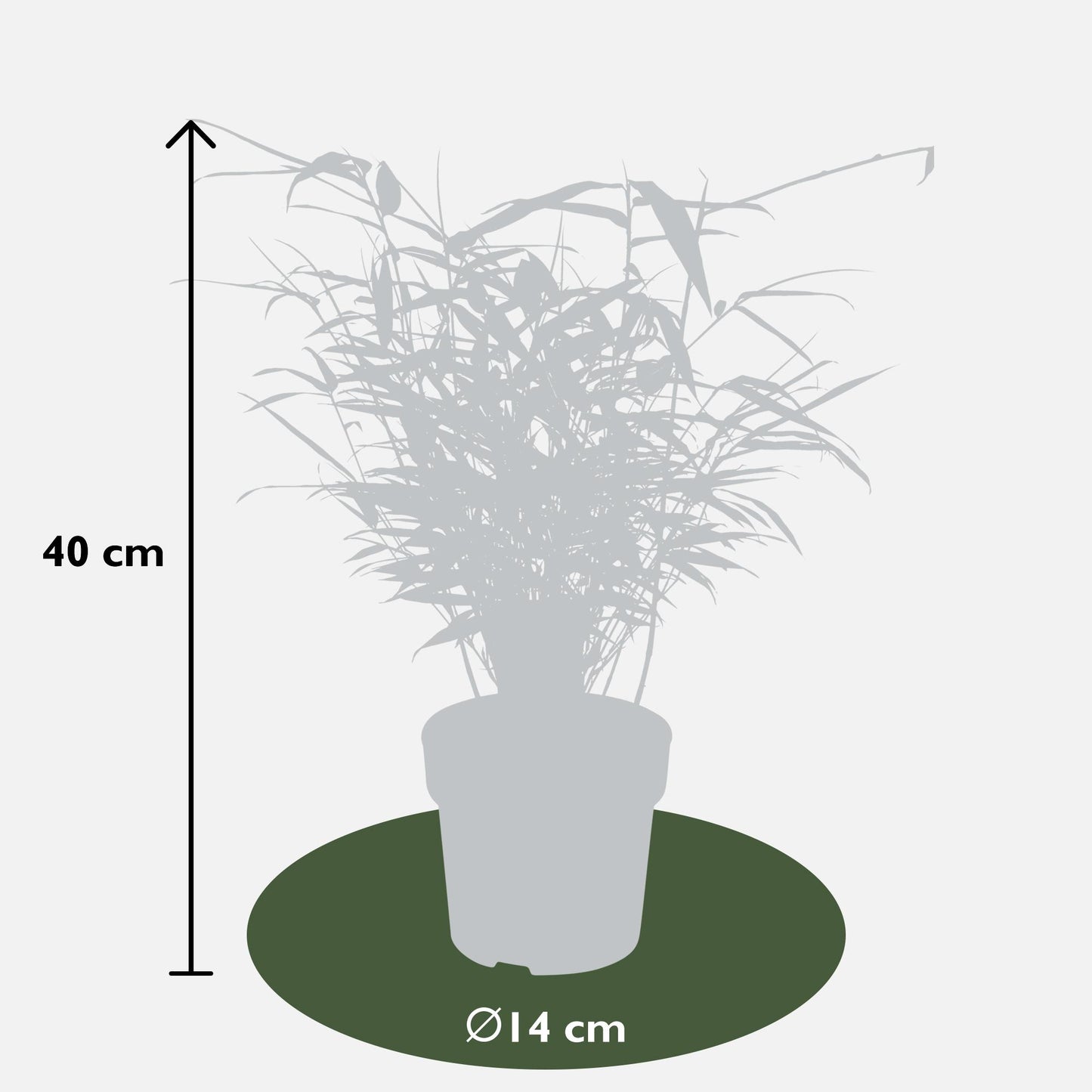 4x Fargesia rufa - ↨40cm - Ø14