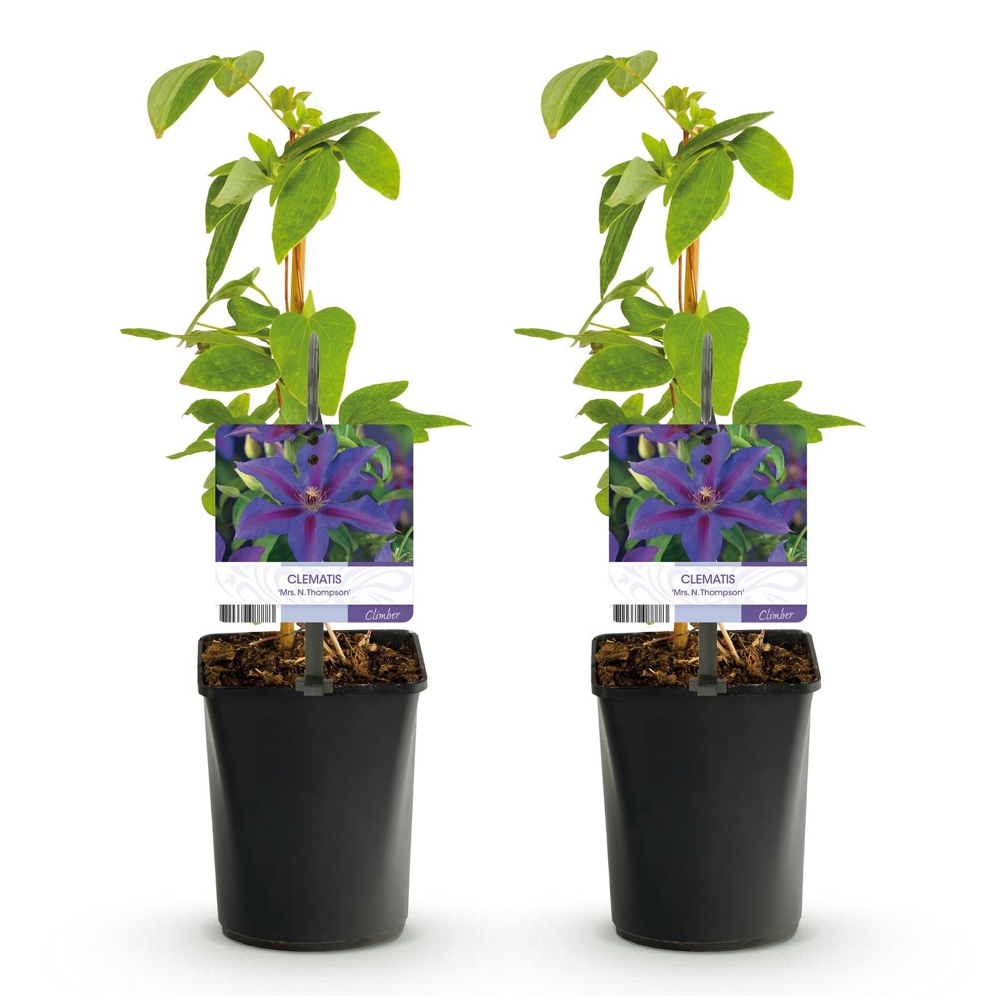 Green boutiQ - Klimplant - Clematis Mrs. N. Thompson - Bloem Roze - Weinig onderhoud -2 planten - Pot 11cm Hoogte 40cm