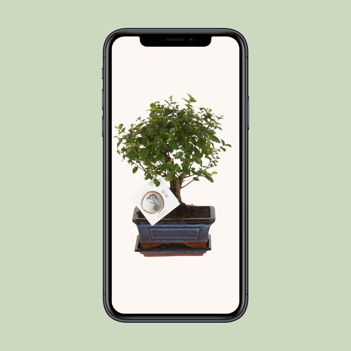 Bonsai 'Sageretia' - Bol Vorm - Ø15cm - ↕30cm