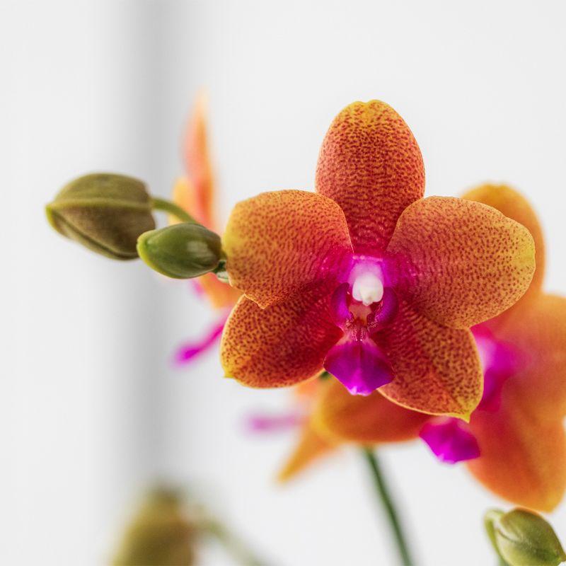 Kolibri Orchids | Oranje geurende phalaenopsis orchidee in cognac kleurige Glazed sierpot - potmaat Ø12cm