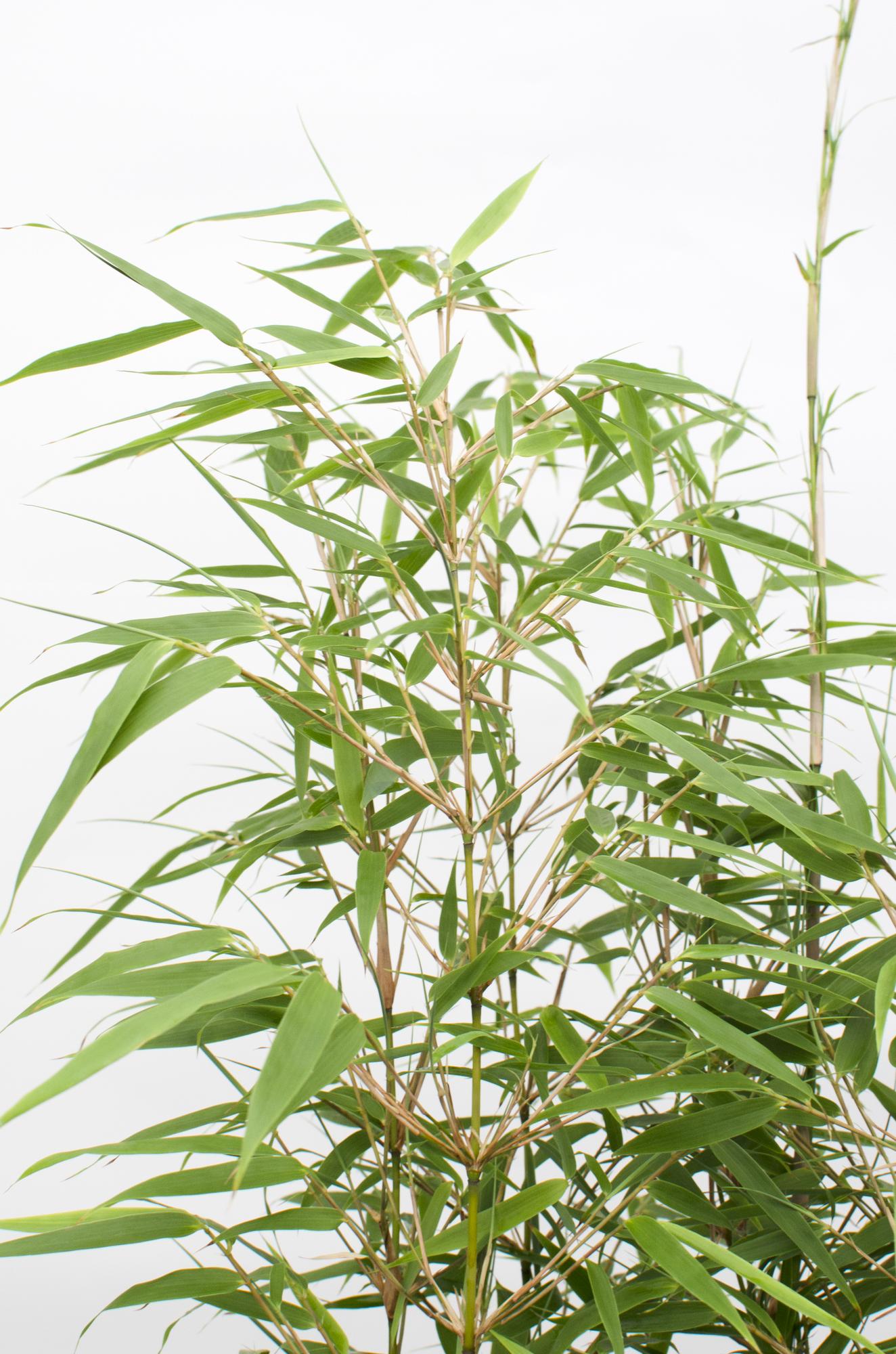 Fargesia rufa - Niet woekerende bamboe - Ø29cm - ↕80cm - Ø23 - ↨80cm