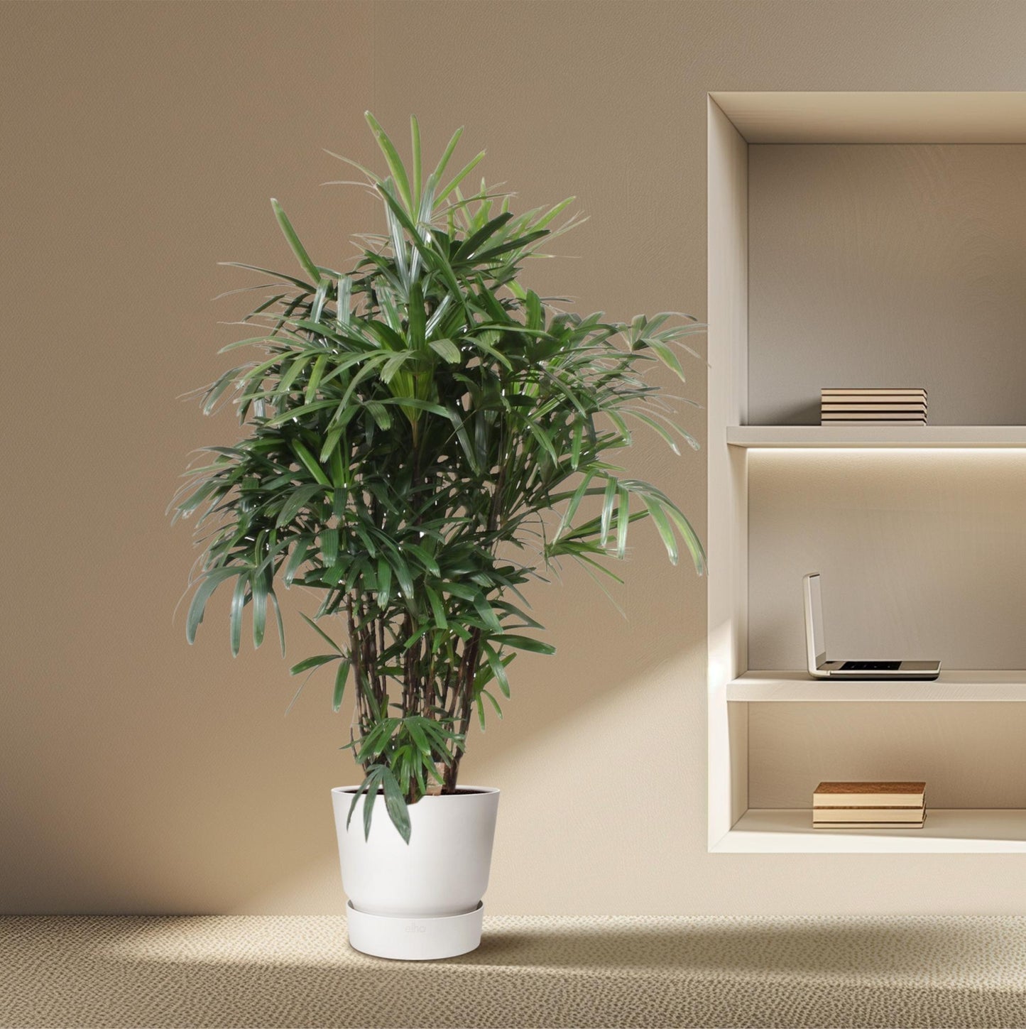 Rhapis Excelsa - 190 cm - ø40