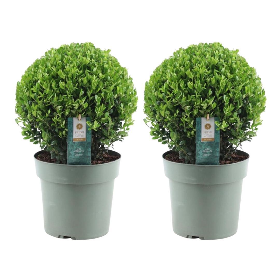 2x Ilex crenata 'Jenny' bol | set van 2 stuks | 20 cm Ø