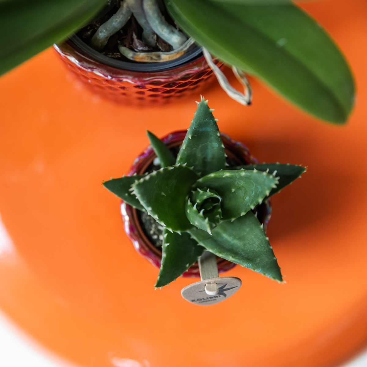 Kolibri Greens | Groene plant - Succulent Aloë Brevifolia - potmaat Ø6cm - groene kamerplant - vers van de kweker