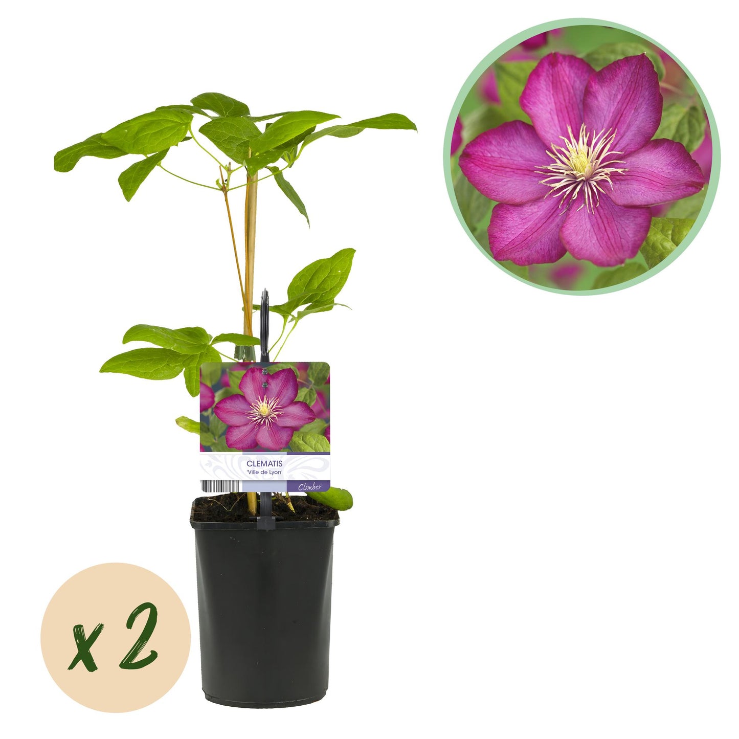 Green boutiQ - Klimplant - Clematis Ville de Lyon - Bloem Roze - Weinig onderhoud -2 planten - Pot 11cm Hoogte 40cm