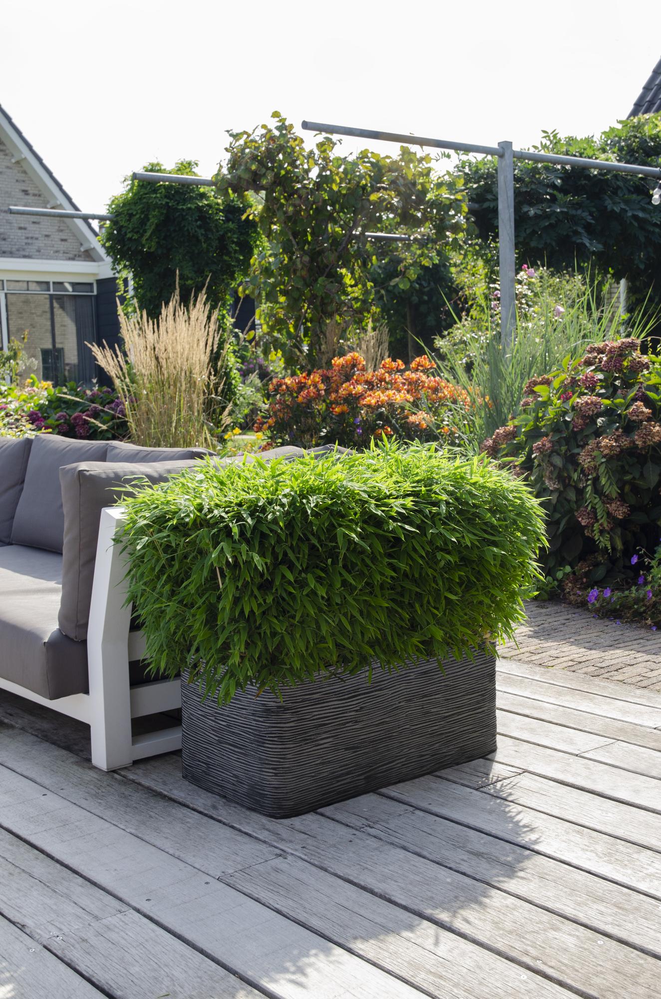 Fargesia 'Moontears'® Boobux - Compact groeiend, niet woekerende bamboe - Ø29cm - ↕70cm