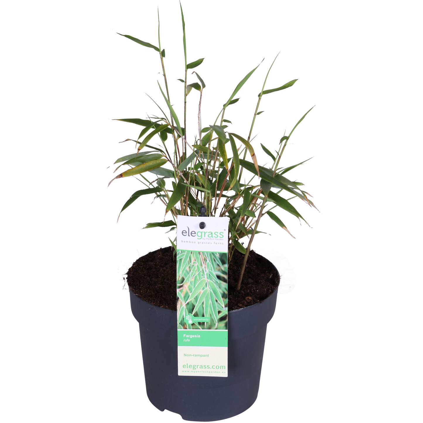 Fargesia rufa - Niet woekerende bamboe - Ø29cm - ↕80cm - Ø14 - ↨40cm
