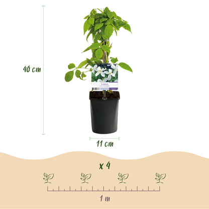 Green boutiQ - Klimplant - Clematis montana Grandiflora - Bloem Wit - Vroegbloeiend - Weinig onderhoud -2 planten -  Pot 11cm Hoogte 40cm