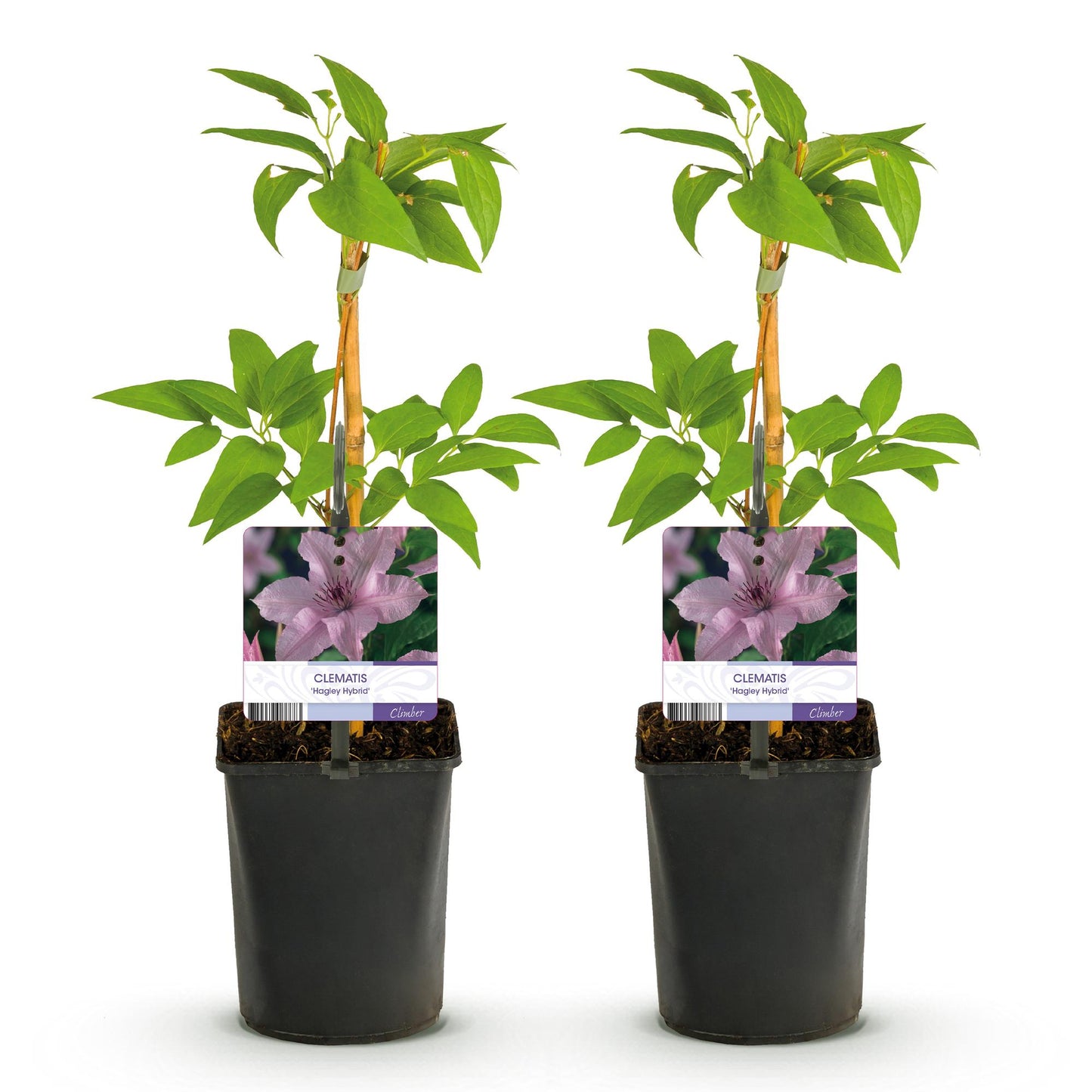 Green boutiQ - Klimplant - Clematis Hagley Hybrid - Bloem Roze - Weinig onderhoud -2 planten -  Pot 11cm Hoogte 40cm