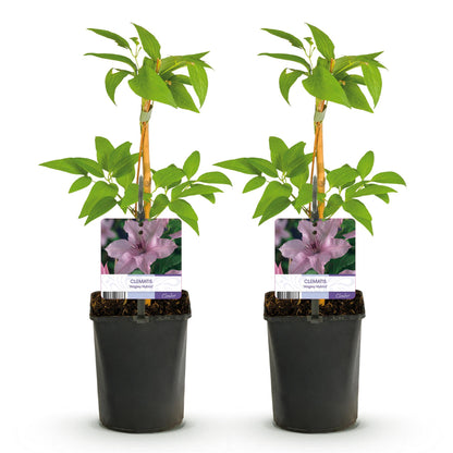 Green boutiQ - Klimplant - Clematis Hagley Hybrid - Bloem Roze - Weinig onderhoud -2 planten -  Pot 11cm Hoogte 40cm