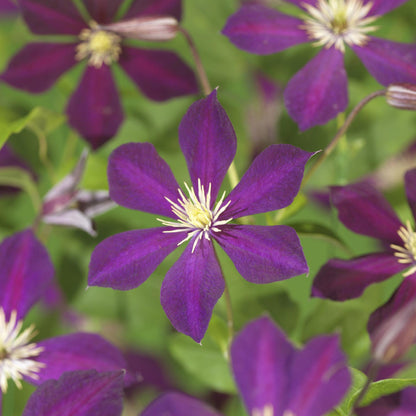 Green boutiQ - Klimplant - Clematis Mikelite - Bloem Paars - Weinig onderhoud -2 planten -  Pot 11cm Hoogte 40cm