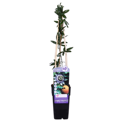 Passiflora Blauw caerulea - Ø15cm - ↕65cm