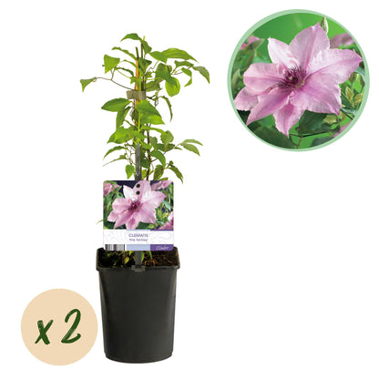 Green boutiQ - Klimplant - Clematis Pink Fantasy - Bloem Roze - Weinig onderhoud -2 planten -  Pot 11cm Hoogte 40cm