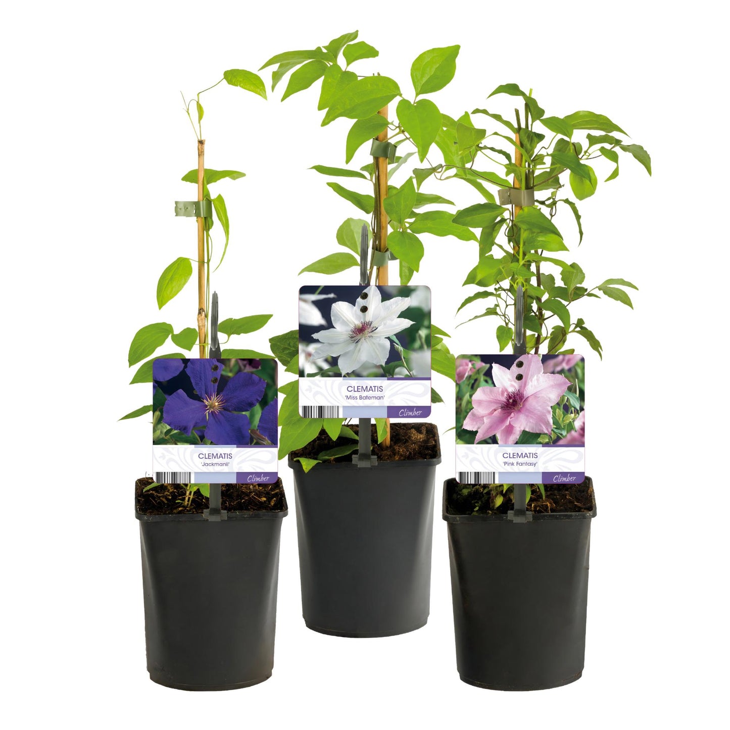 Green boutiQ - Klimplant - Clematis Tricolour  - Bloem Roze Wit Paars - Weinig onderhoud - 3 planten - Pot 11cm Hoogte 40cm