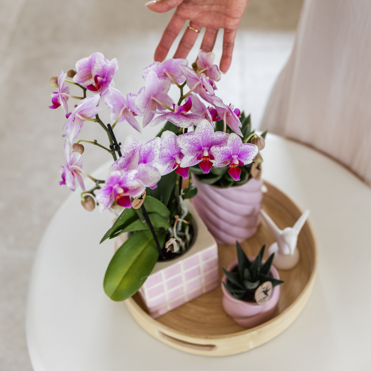 Kolibri Orchids | Roze Phalaenopsis orchidee - Mineral Rotterdam - potmaat Ø9cm | bloeiende kamerplant - vers van de kweker