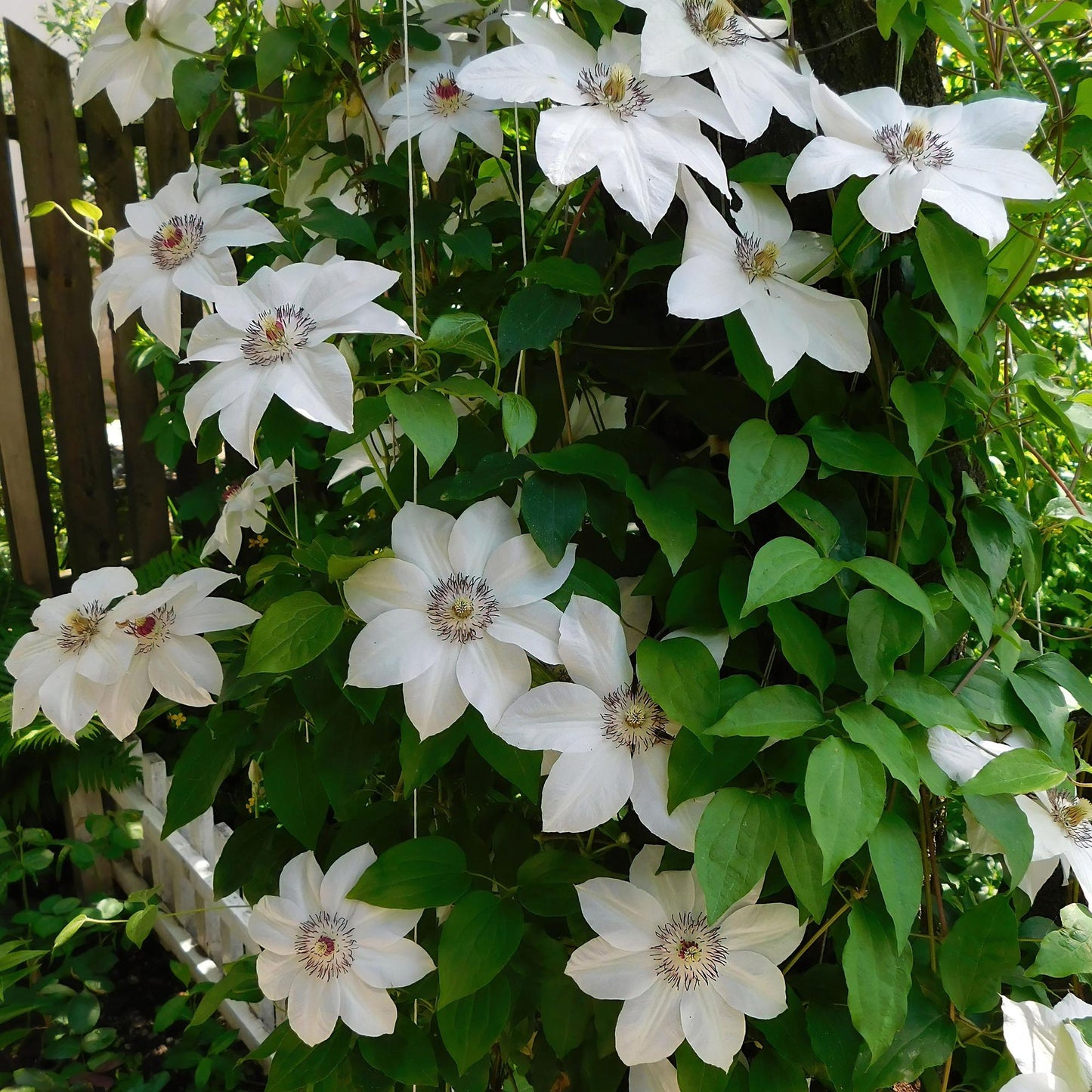Green boutiQ - Klimplant - Clematis Miss bateman - Bloem Roze - Weinig onderhoud -2 planten -  Pot 11cm Hoogte 40cm