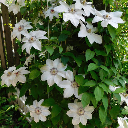 Green boutiQ - Klimplant - Clematis Miss bateman - Bloem Roze - Weinig onderhoud -2 planten -  Pot 11cm Hoogte 40cm