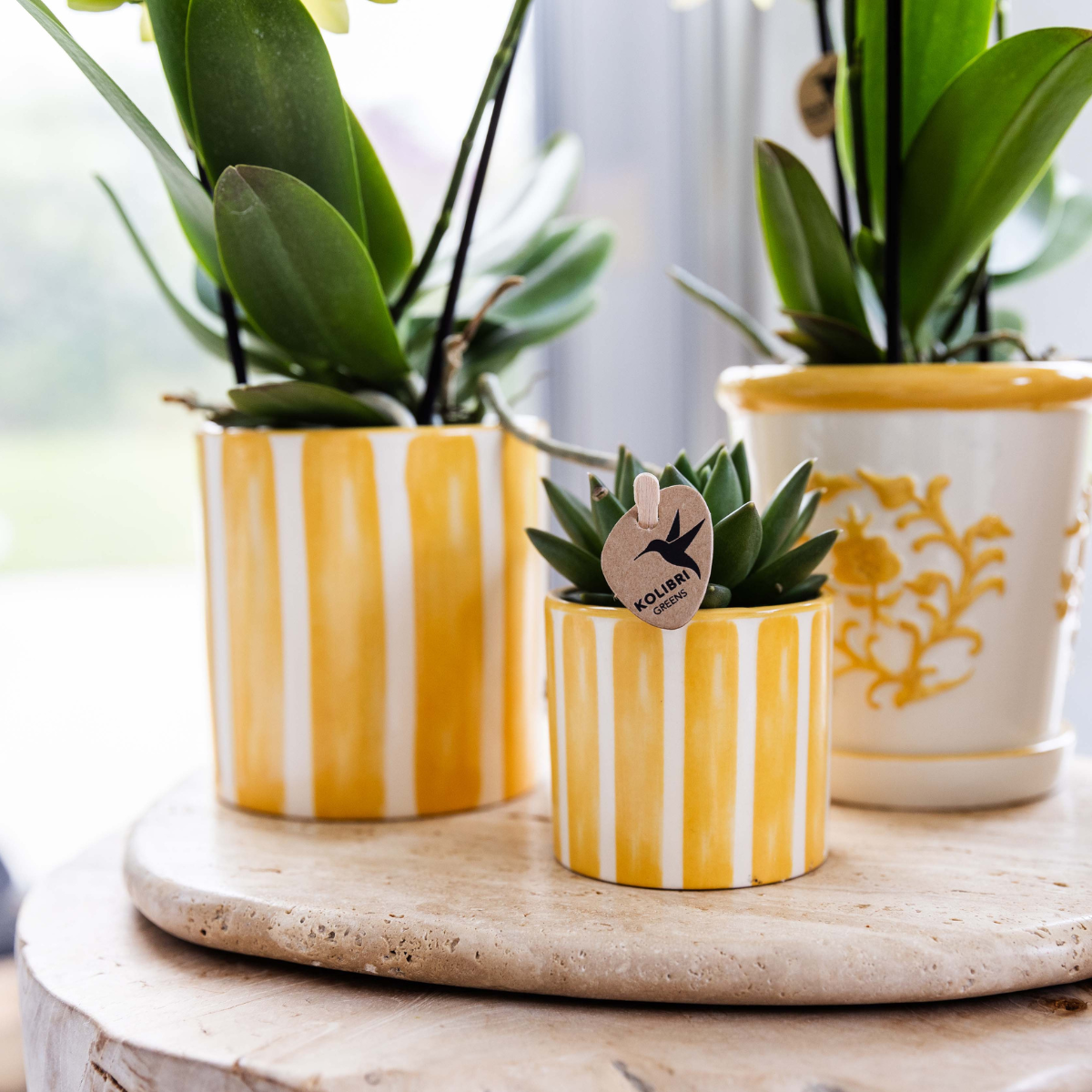 Kolibri Orchids | Gift set Pasen small | Groene plant met gele Phalaenopsis orchidee in Painted Stripe sierpotten op wit organisch dienblad