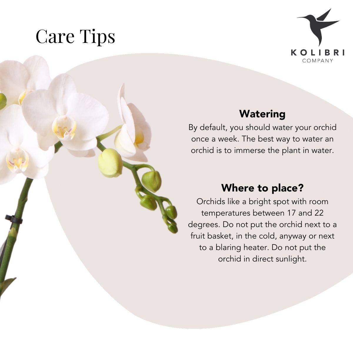 Kolibri Orchids | Witte Phalaenopsis orchidee – Amabilis + Le Chic sierpot goud – potmaat Ø9cm – 40cm hoog | bloeiende kamerplant in bloempot - vers van de kweker